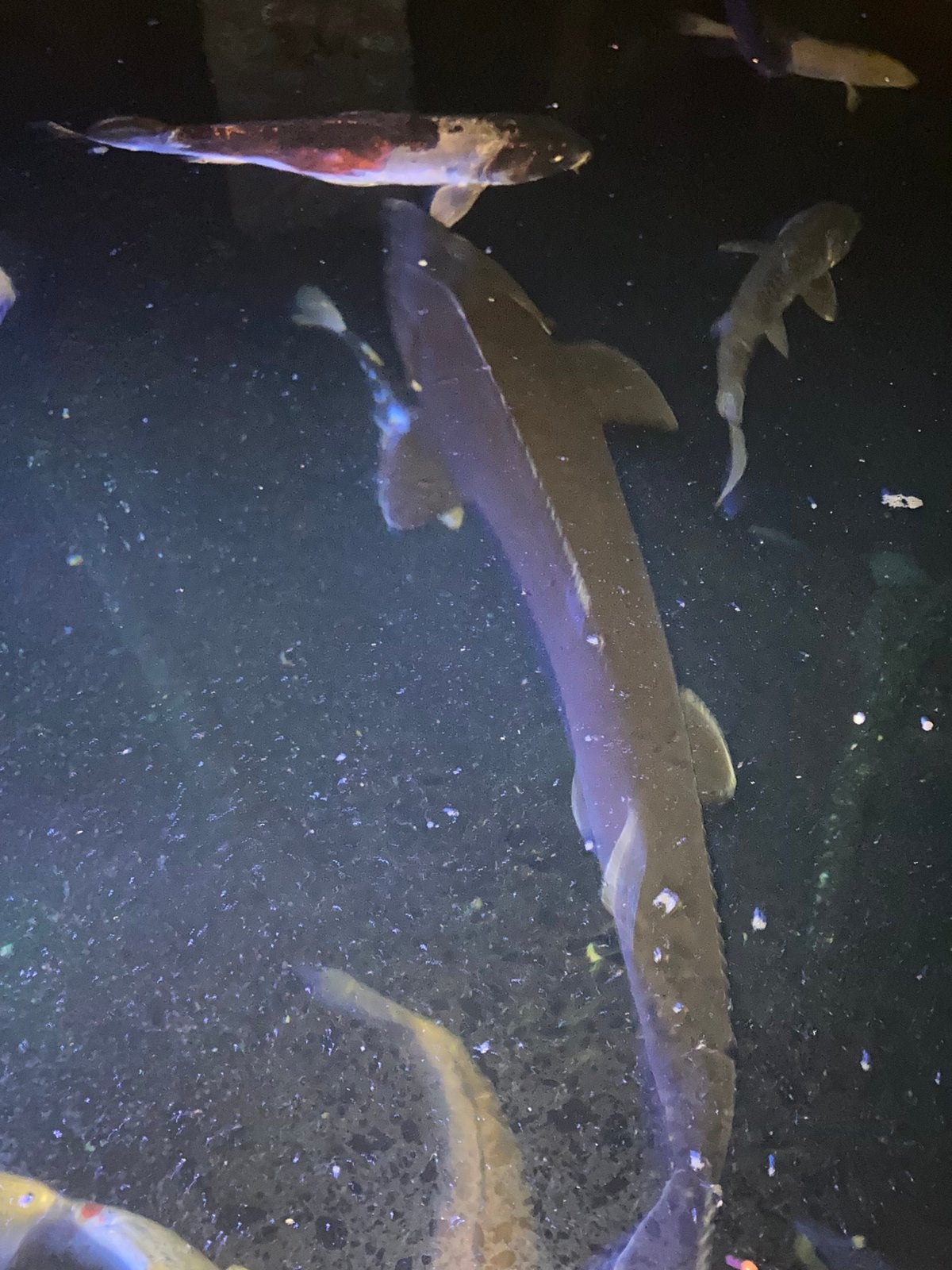 Te koop: steur 125cm, Dieren en Toebehoren, Vissen | Vijvervissen, Steur