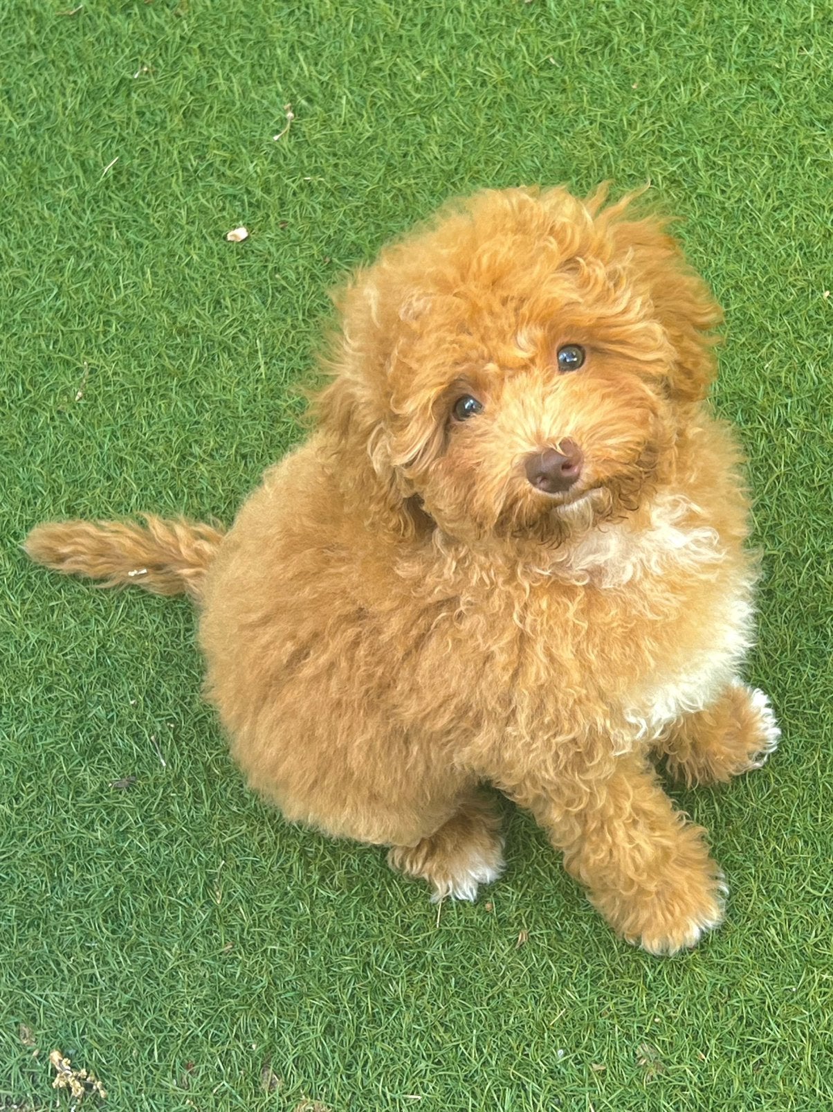 Prachtige maltipoo teefje, Dieren en Toebehoren, Parvo, 15 weken tot 1 jaar, Overige rassen, Teef