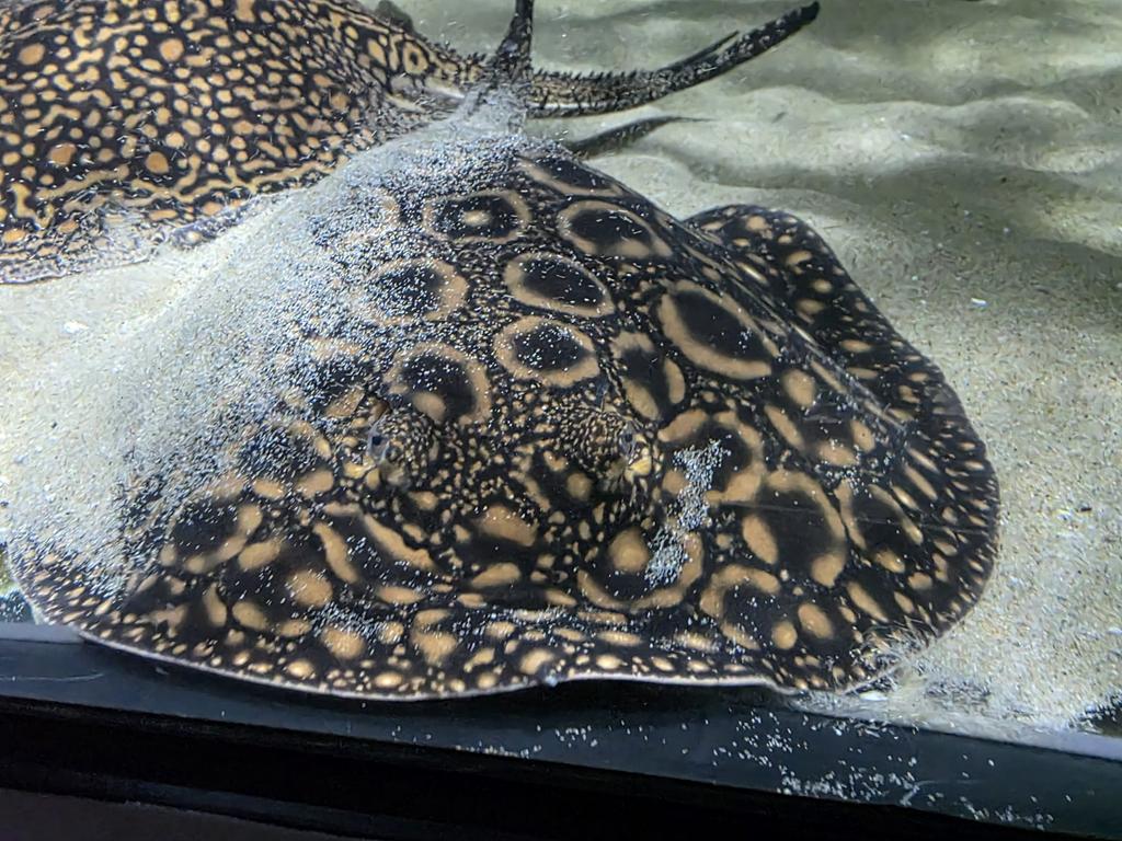Boesemani x magdalena F1 nakweek koppel, Dieren en Toebehoren, Vissen | Aquariumvissen, Vis