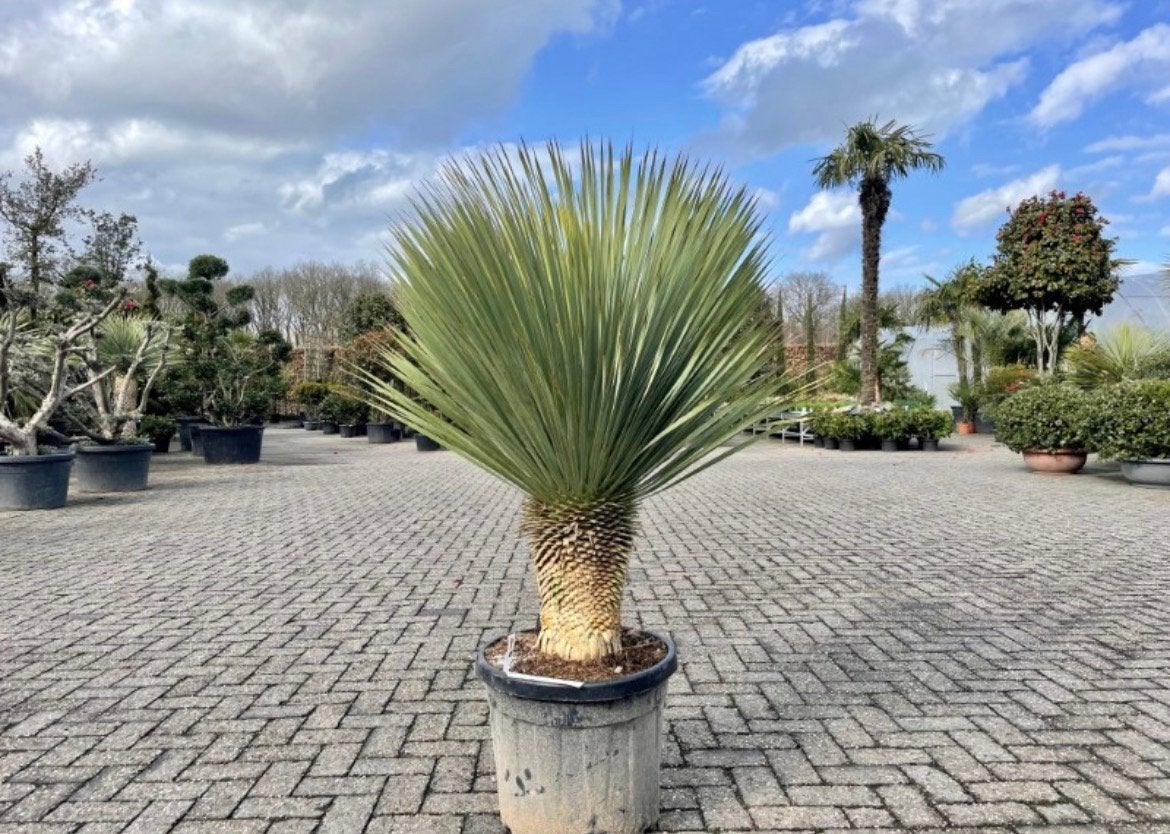 Yucca rostrata, Ophalen of Verzenden, Volle zon