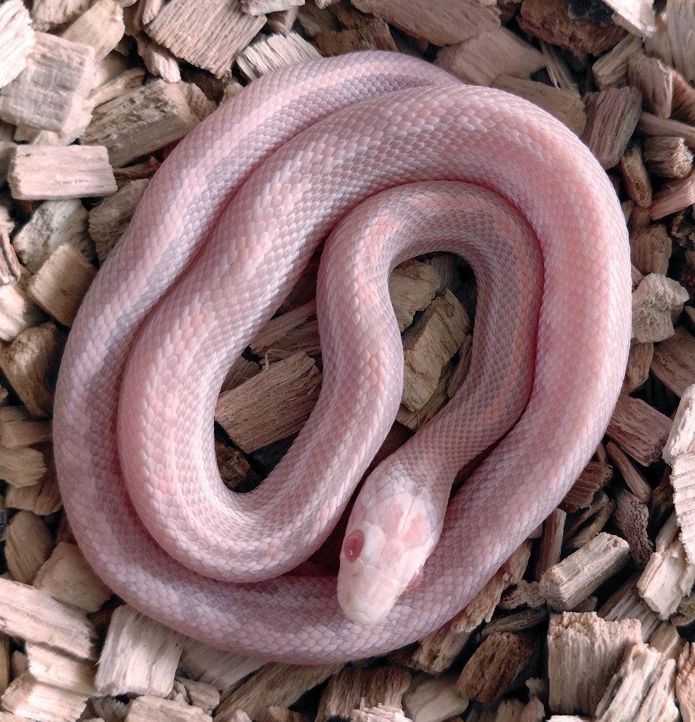 Korenslangen nk2026 (super) red factor hypo snow tess, mtly Corn Snake photo 2