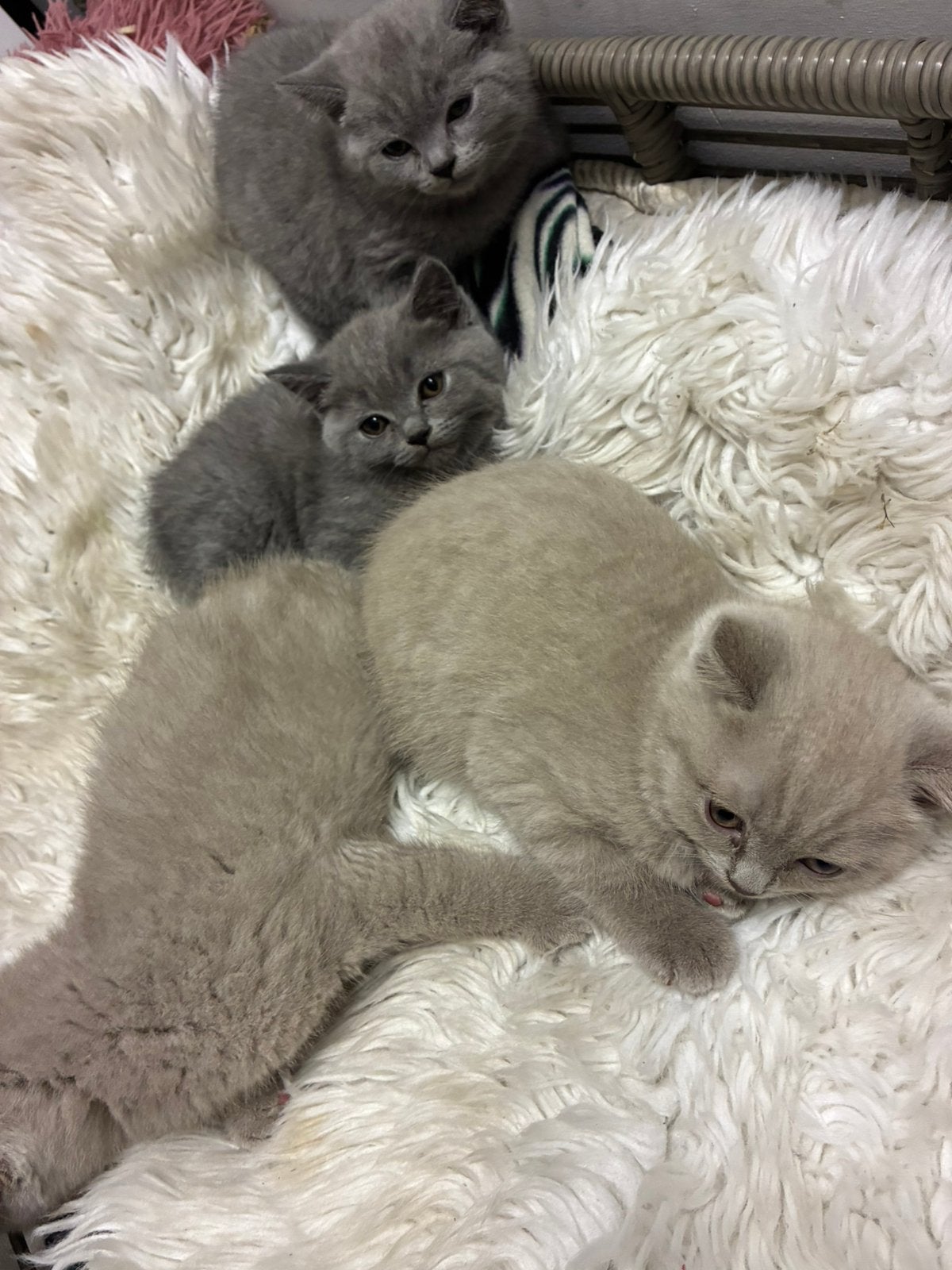 British Shorthair Blauw en Lilaac, Meerdere dieren