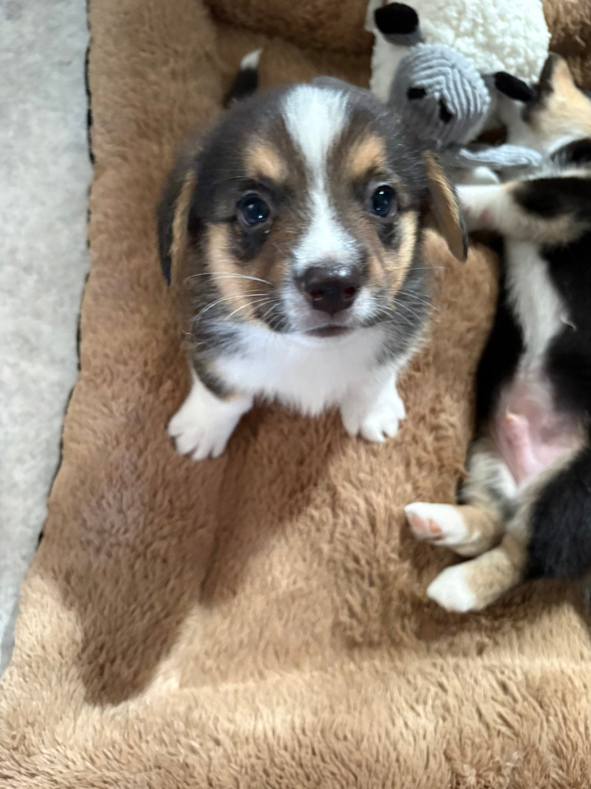 Welsh Corgi Cardigan pups, Parvo, 8 tot 15 weken, Meerdere, Nederland