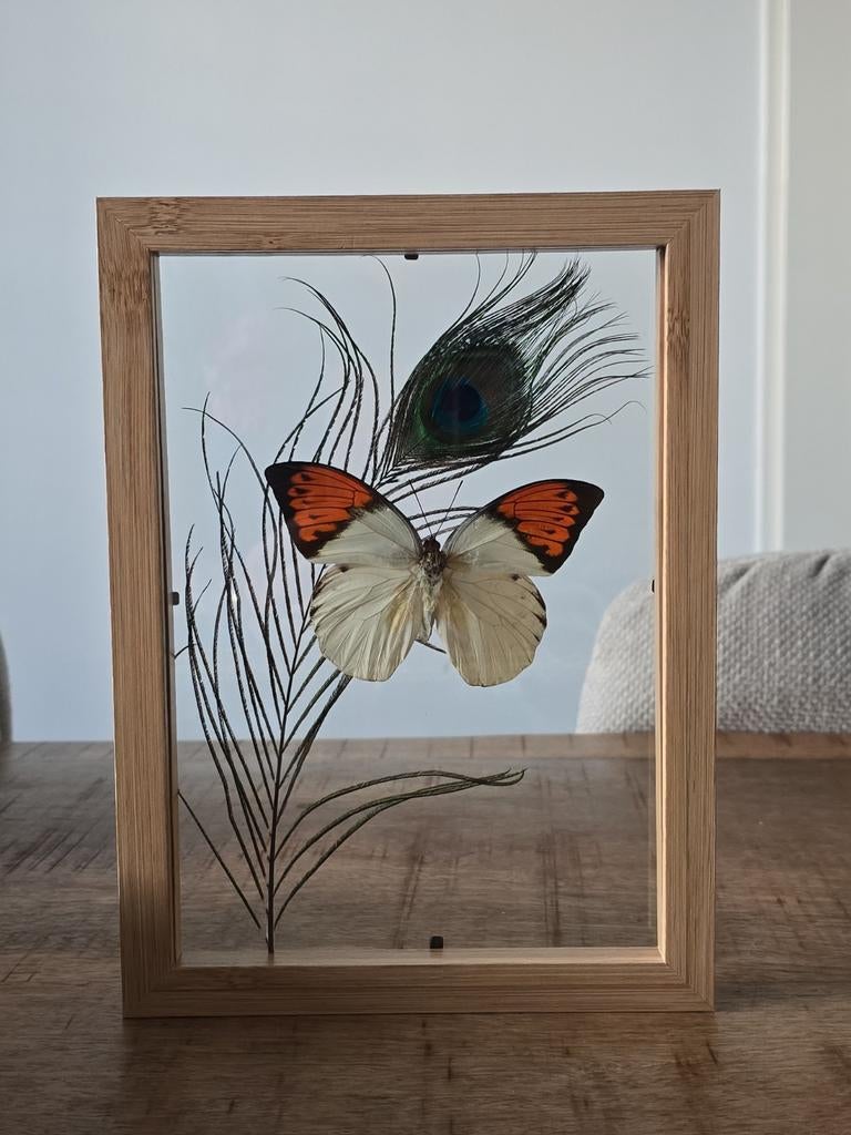 Unieke vlinder & pauwenveer decoratie in dubbelglas lijst, Huis en Inrichting, Woonaccessoires | Overige, Hout, Meerkleurig, Nieuw