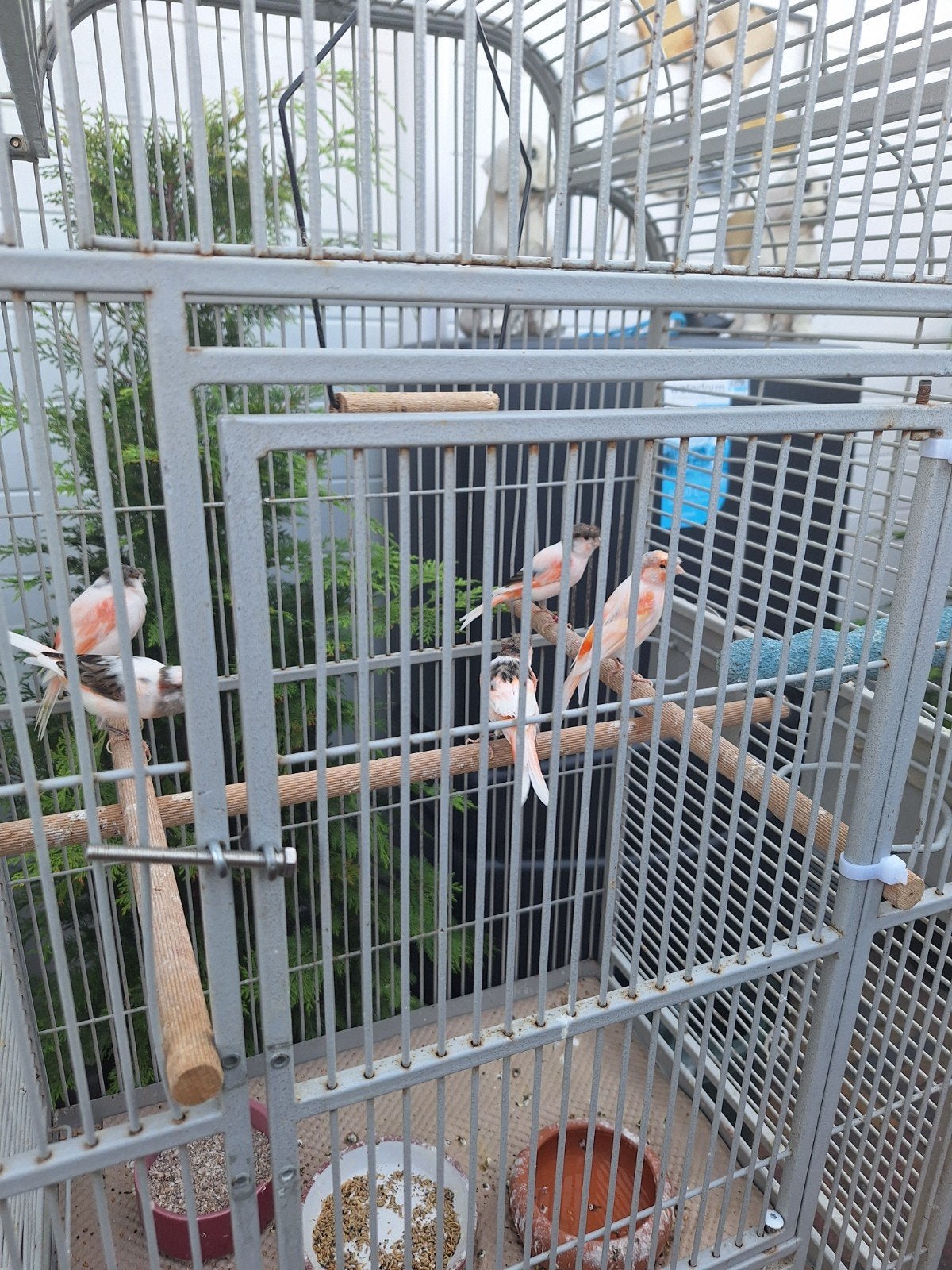 Harlekijn kanaries, Dieren en Toebehoren, Vogels | Kanaries, Meerdere dieren, Postuurkanarie