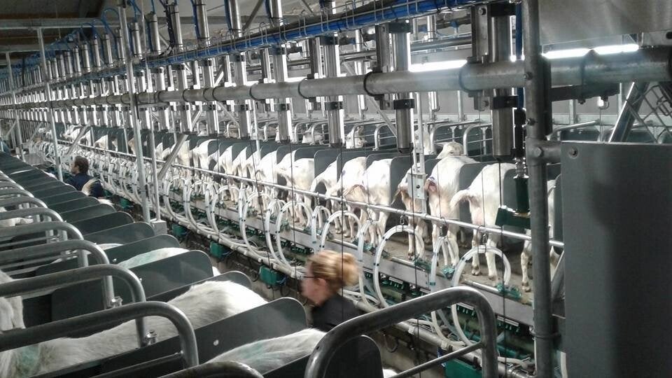 geiten melkstal gezocht, Weidegang