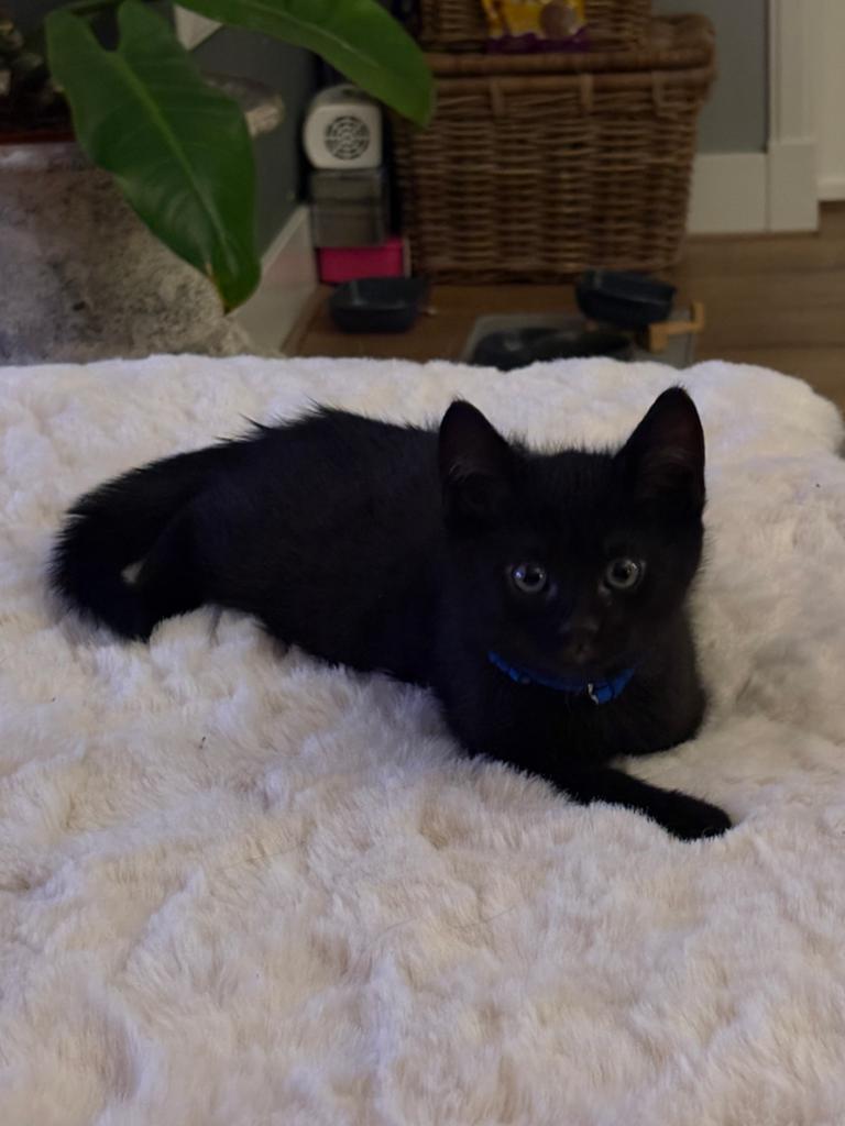 Boerderij kitten, Kater, 0 tot 2 jaar
