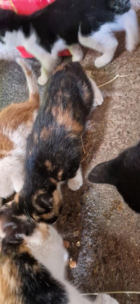 Boerderijpoes, Dieren en Toebehoren, Katten en Kittens | Overige Katten, Kater
