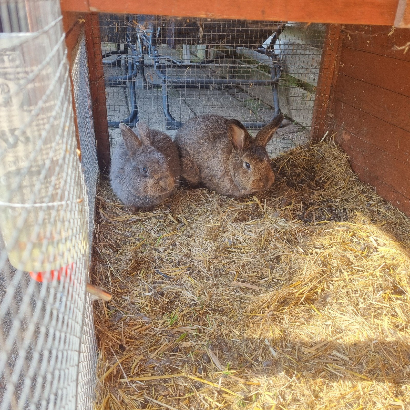 2 gecastreerde mannetjes. 1.5 en 3 jaar oud, Dieren en Toebehoren, Juni, Mannelijk, Overige typen, Tam