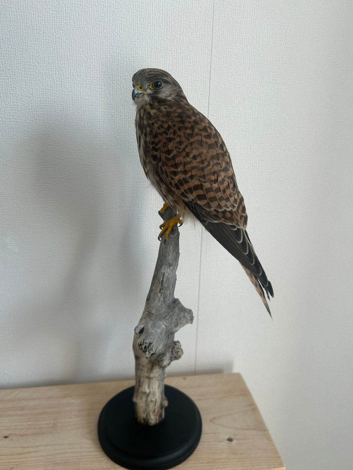 Opgezette vogel torenvalk, Ophalen, Zo goed als nieuw, Vogel, Opgezet dier