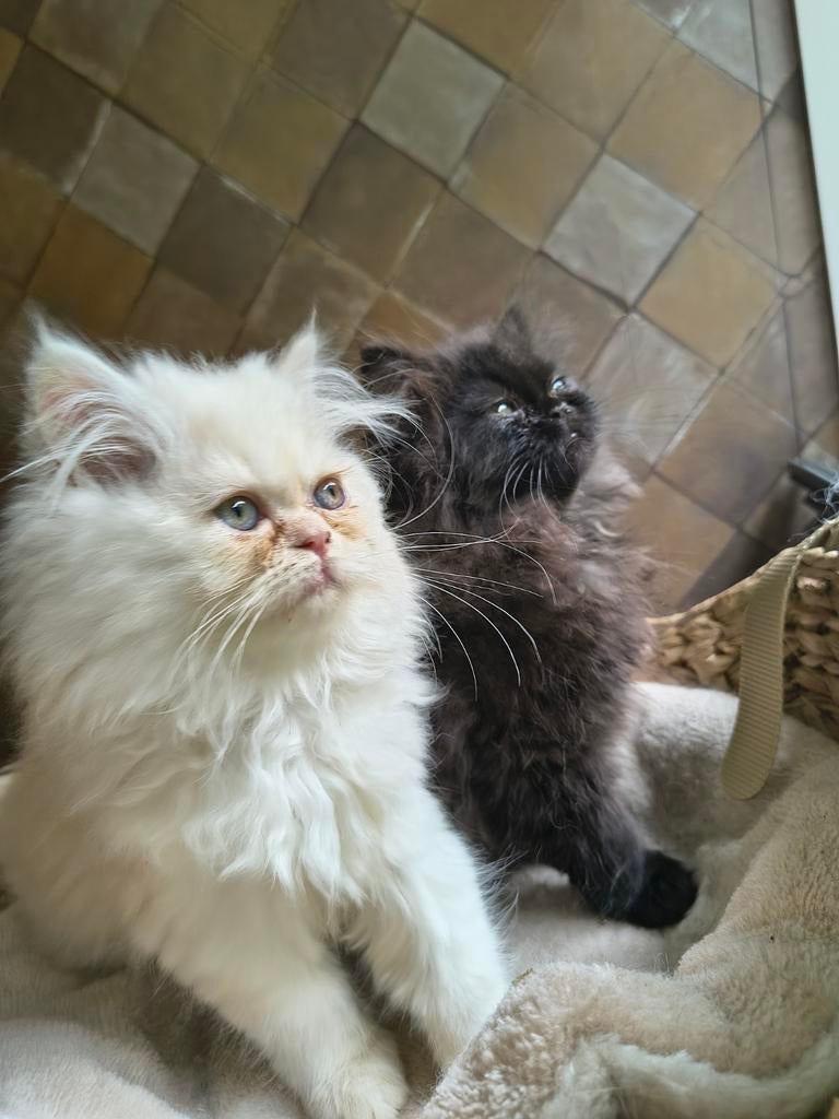 100% zuivere Perzische kittens 10 weken, Dieren en Toebehoren, Katten en Kittens | Raskatten | Langhaar, Meerdere dieren, Ontwormd