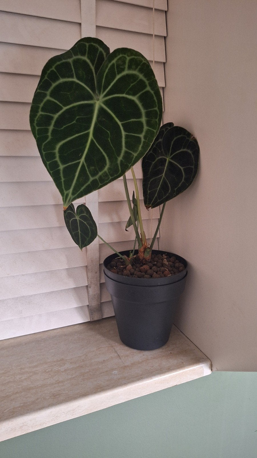 Anthurium Clarinervium op hydrokorrels, Ophalen