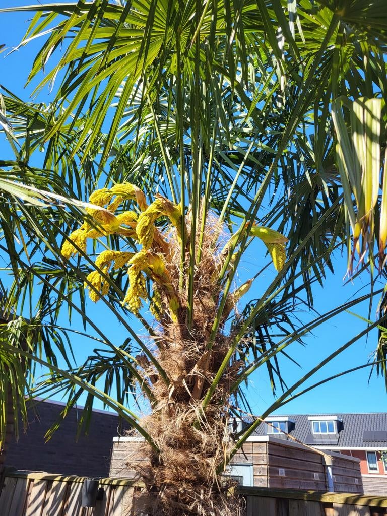 Palmboom zaden, Tuin en Terras, Ophalen, Gehele jaar, Volle zon, Zaad