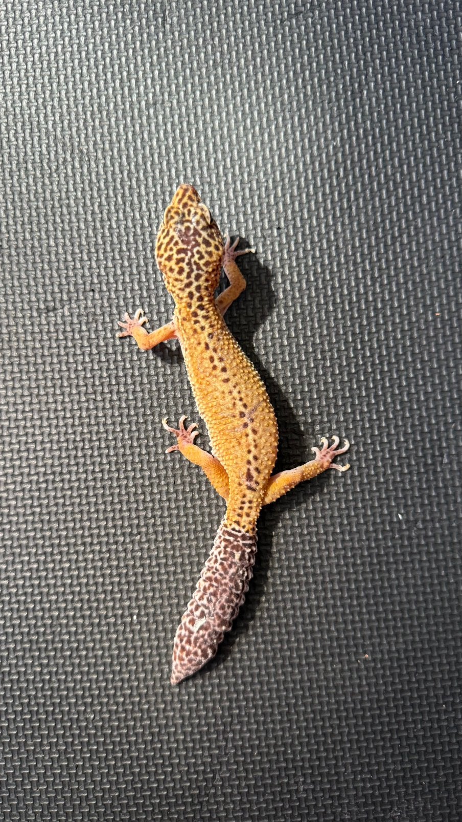 Luipaardgekko, Dieren en Toebehoren, Reptielen en Amfibieën, Hagedis, 7 tot 10 jaar