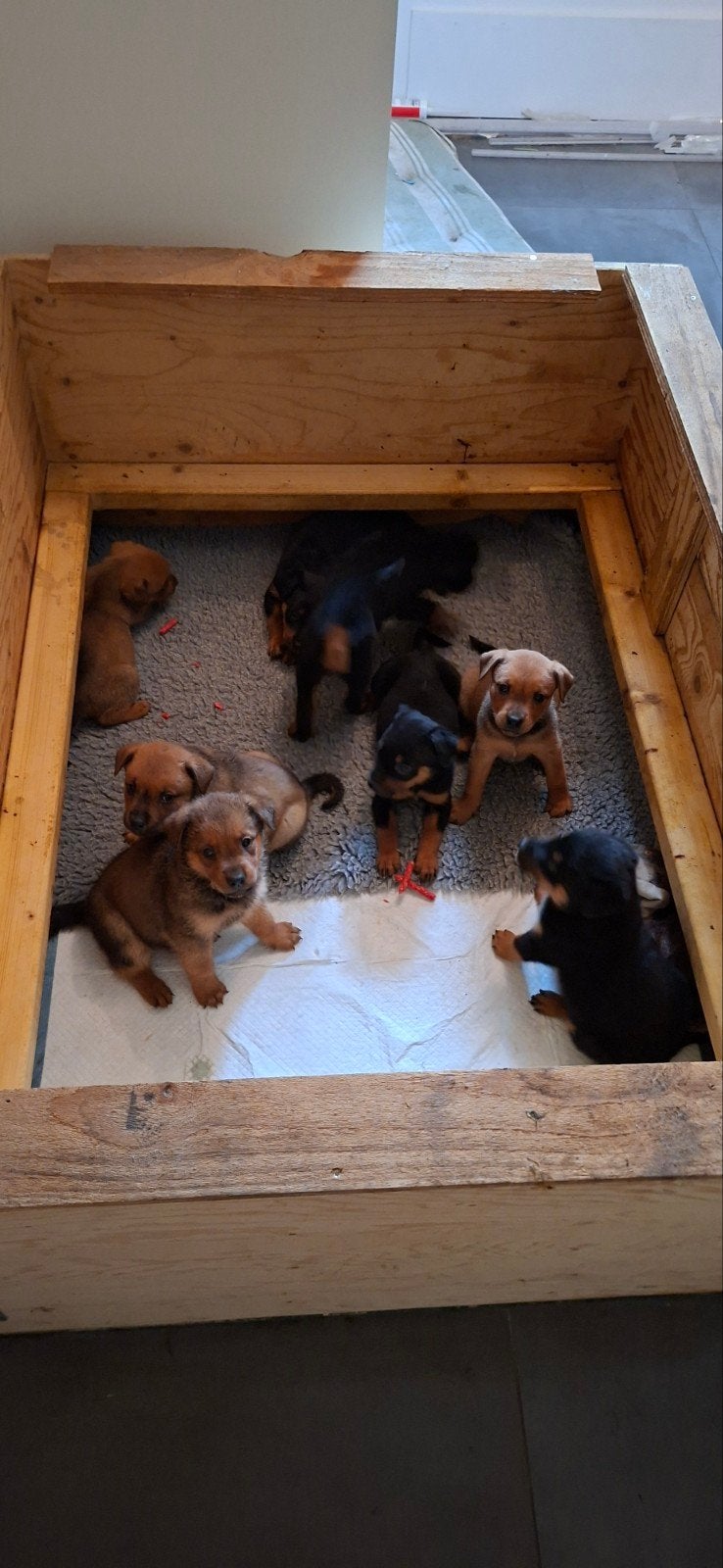 mooie pups, 8 tot 15 weken, Meerdere, Meerdere dieren, Nederland