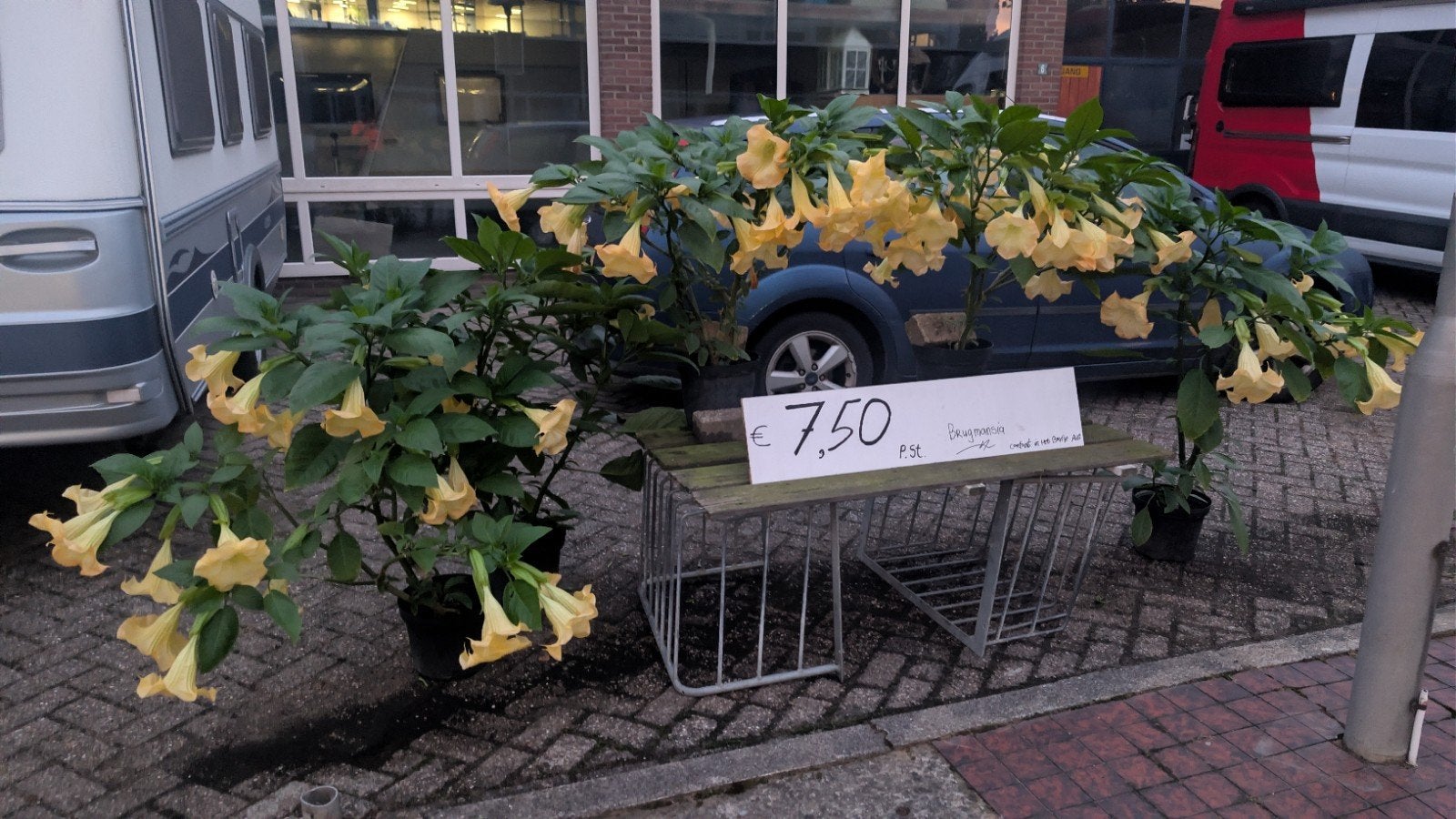 Brugmansia stekken geel, Ophalen