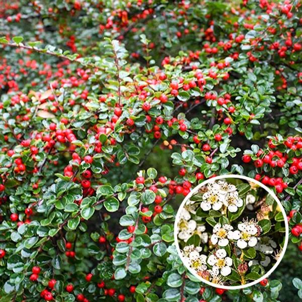 Stekjes van de dwergmispel, Tuin en Terras, Overige soorten, Volle zon, Vaste plant, Ophalen of Verzenden