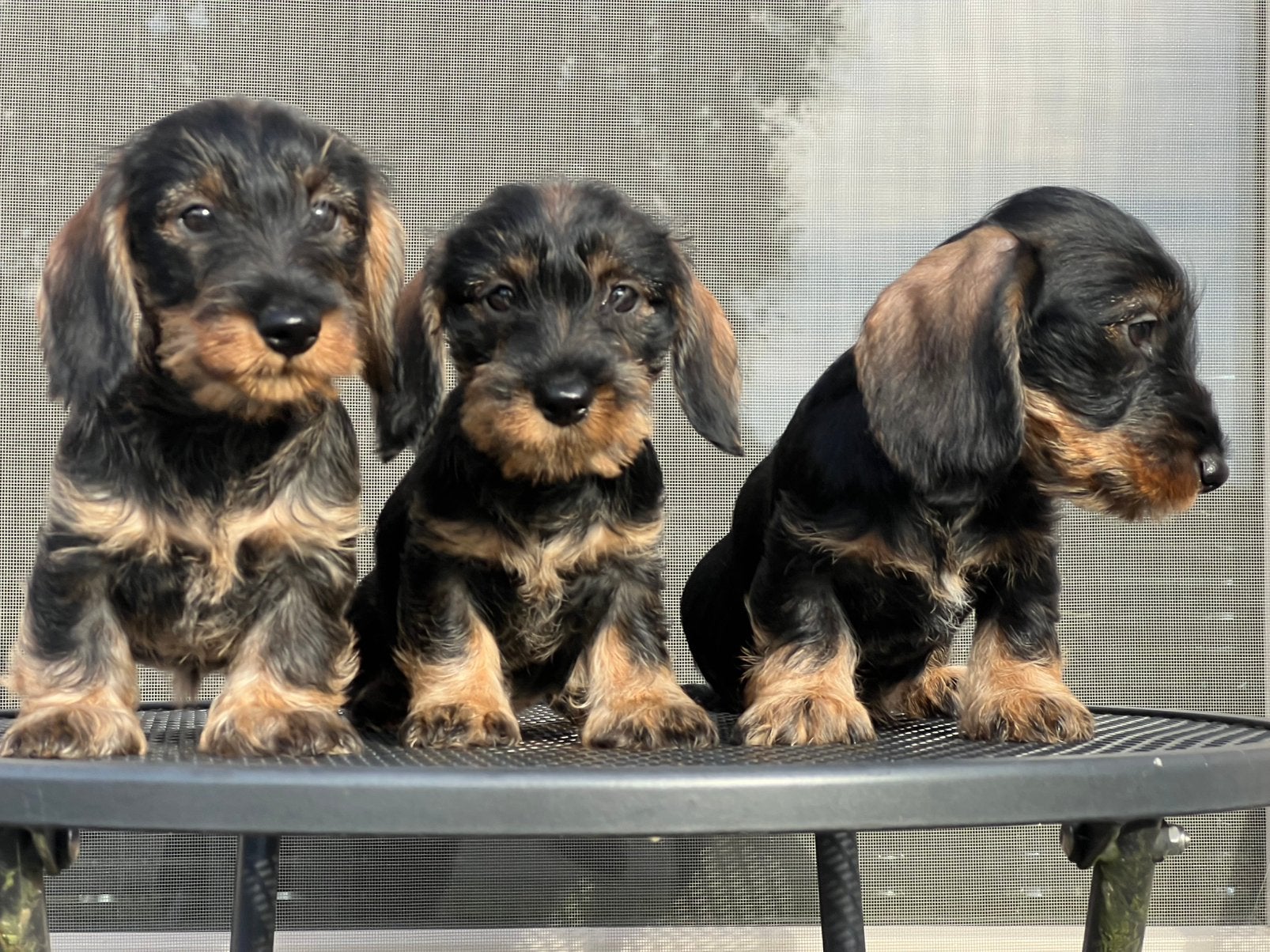 Prachtige Dwerg en Kaninchen ruwhaar teckel pups stamboom, CDV (hondenziekte), 8 tot 15 weken, Dwerg, Meerdere