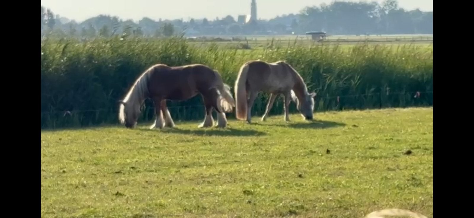 Privé weidegang, Dieren en Toebehoren, Weidegang