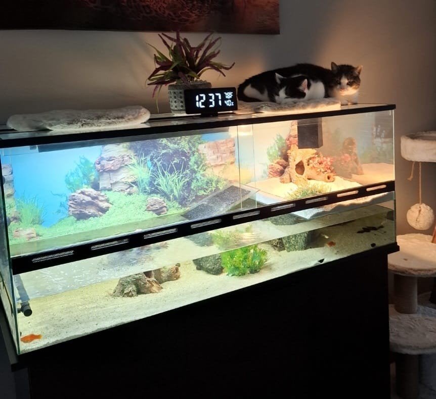 Schildpad verblijf, Ophalen, Gebruikt, Terrarium of Paludarium