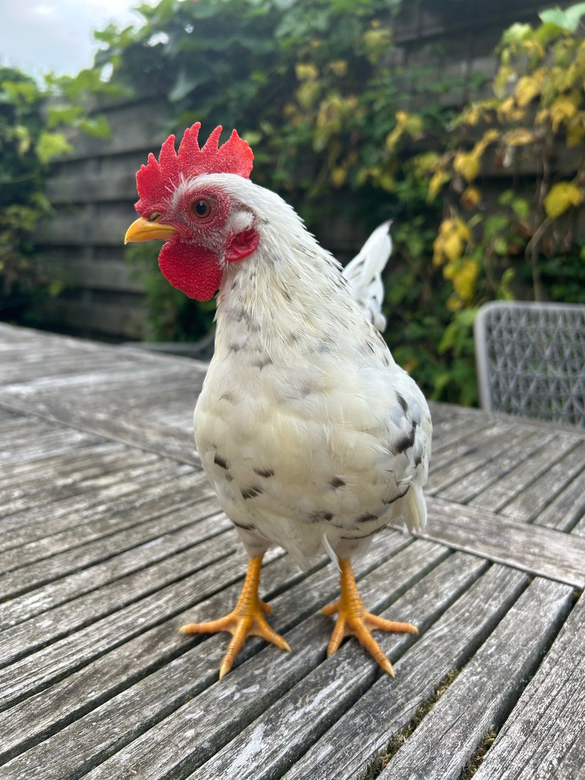 Japanse kriel haantje, Mannelijk, Kip