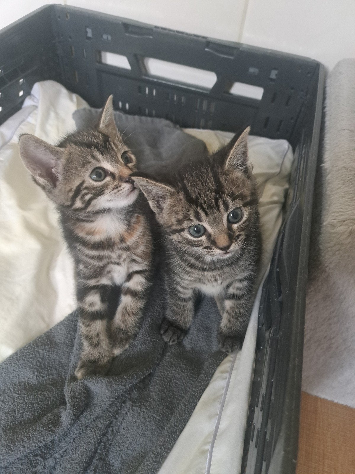 Lieve kittens zoeken een warm thuis, Meerdere dieren