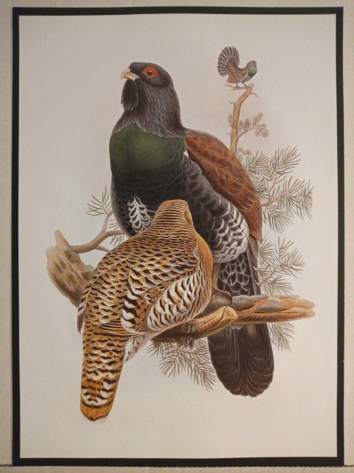 Auerhoen - prachtige plaat afmeting 24,5cm x 29,5cm, Verzenden, 1980 tot heden, Zo goed als nieuw, Dier