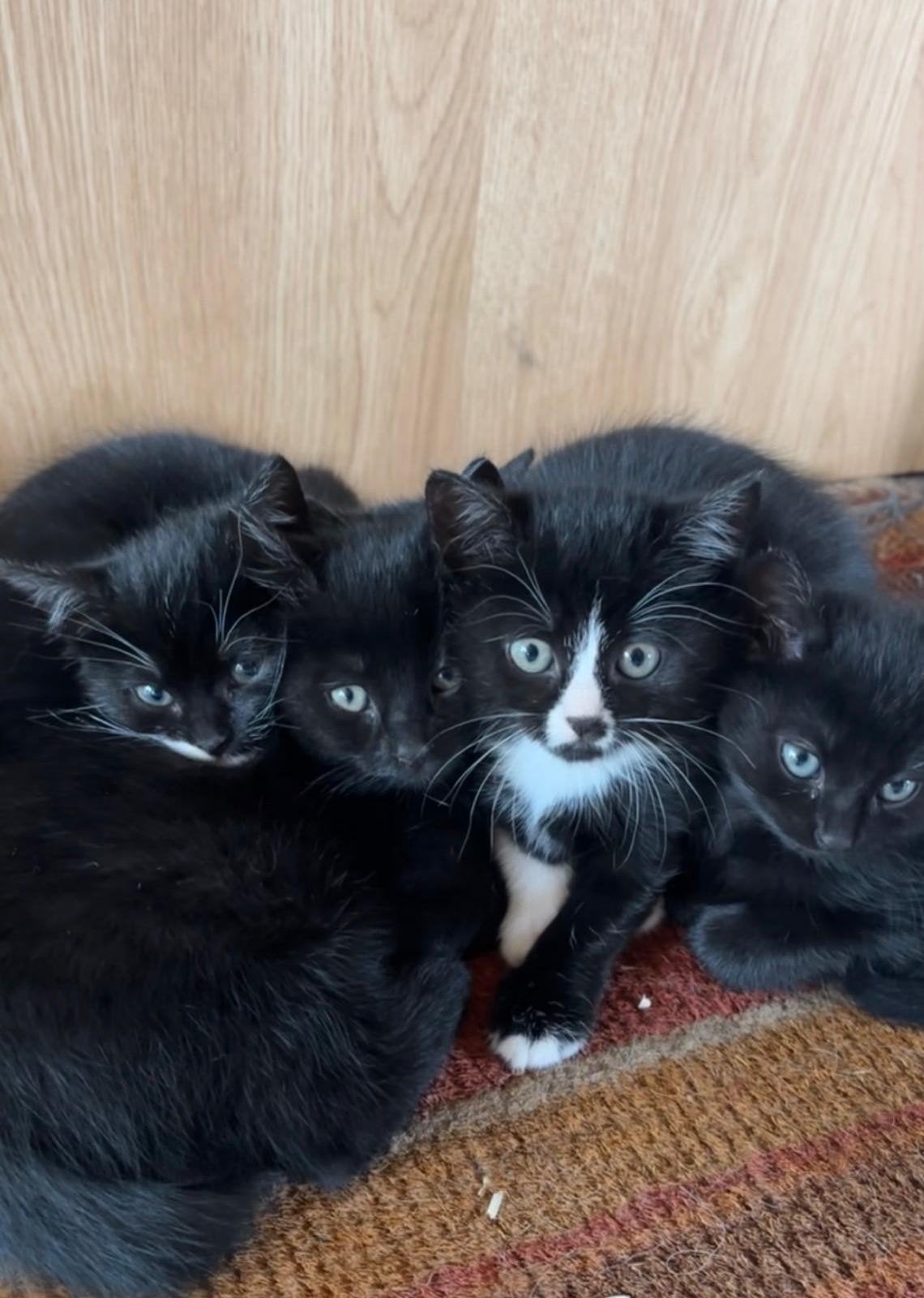 Zorgboerderij kittens, Meerdere dieren