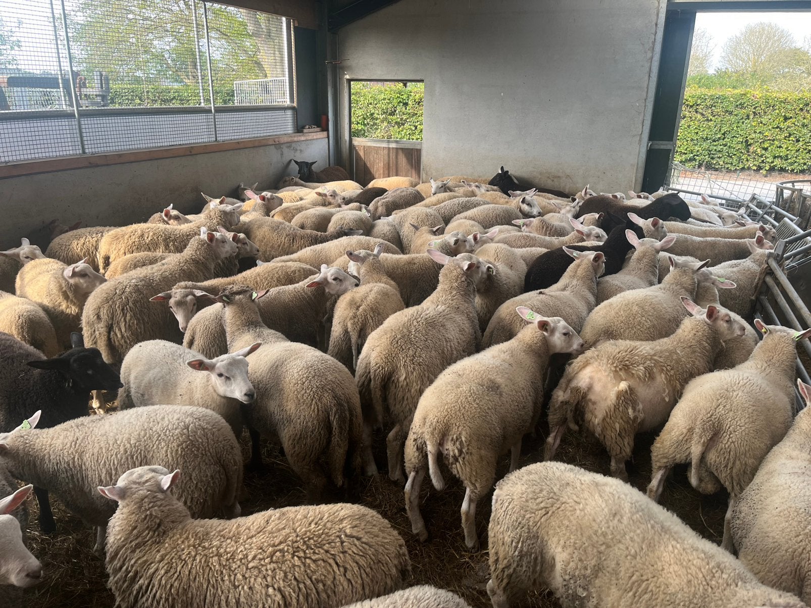 Te koop ongeveer 100 lammeren, Dieren en Toebehoren, Meerdere dieren, Schaap