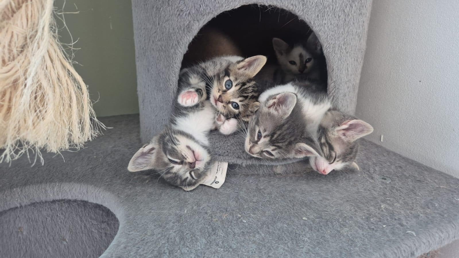 6 mooie kittens. Moeder Noorse Boskat. 6 katertjes