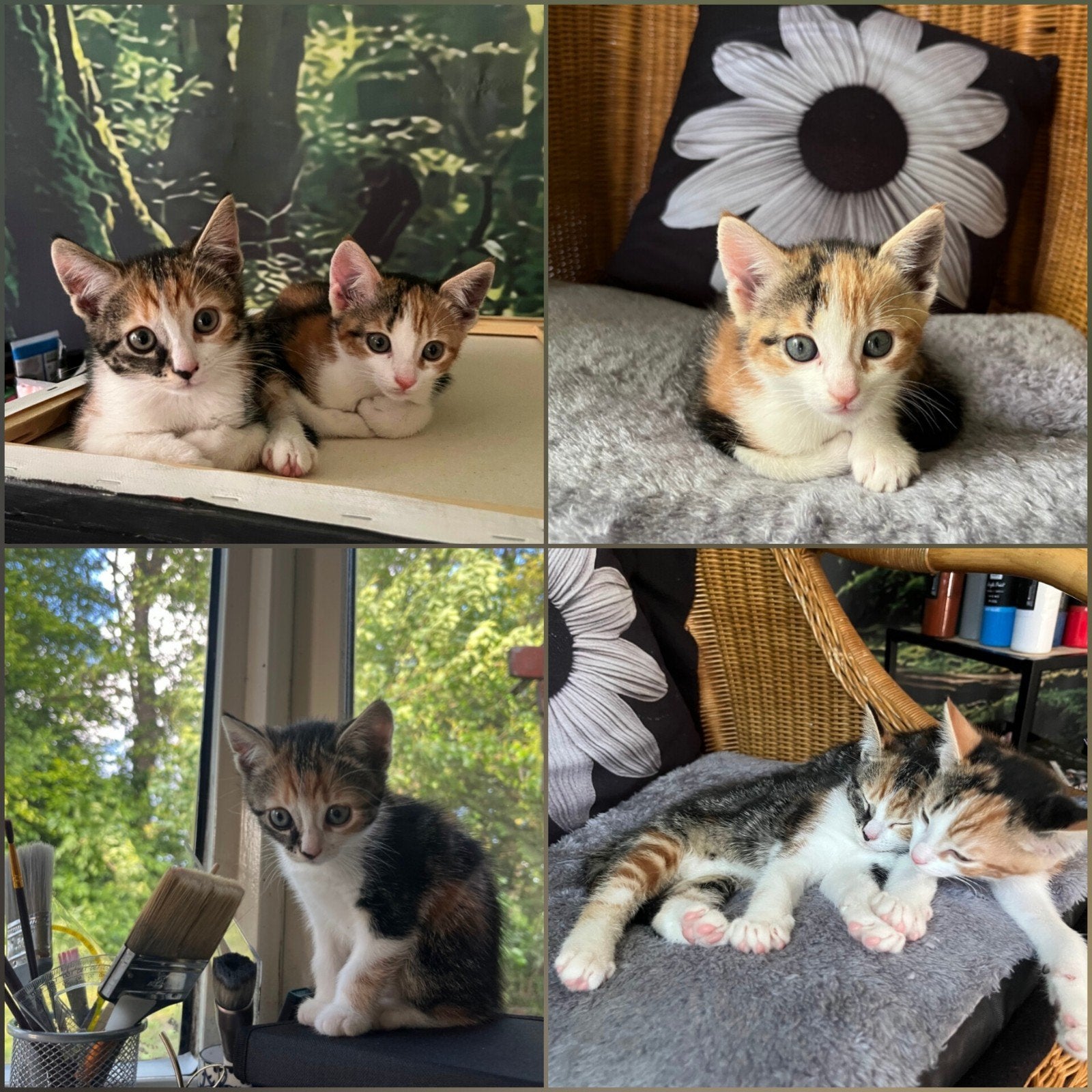 Kittens, Dieren en Toebehoren, Katten en Kittens | Overige Katten, Kortharig, Poes, 0 tot 2 jaar