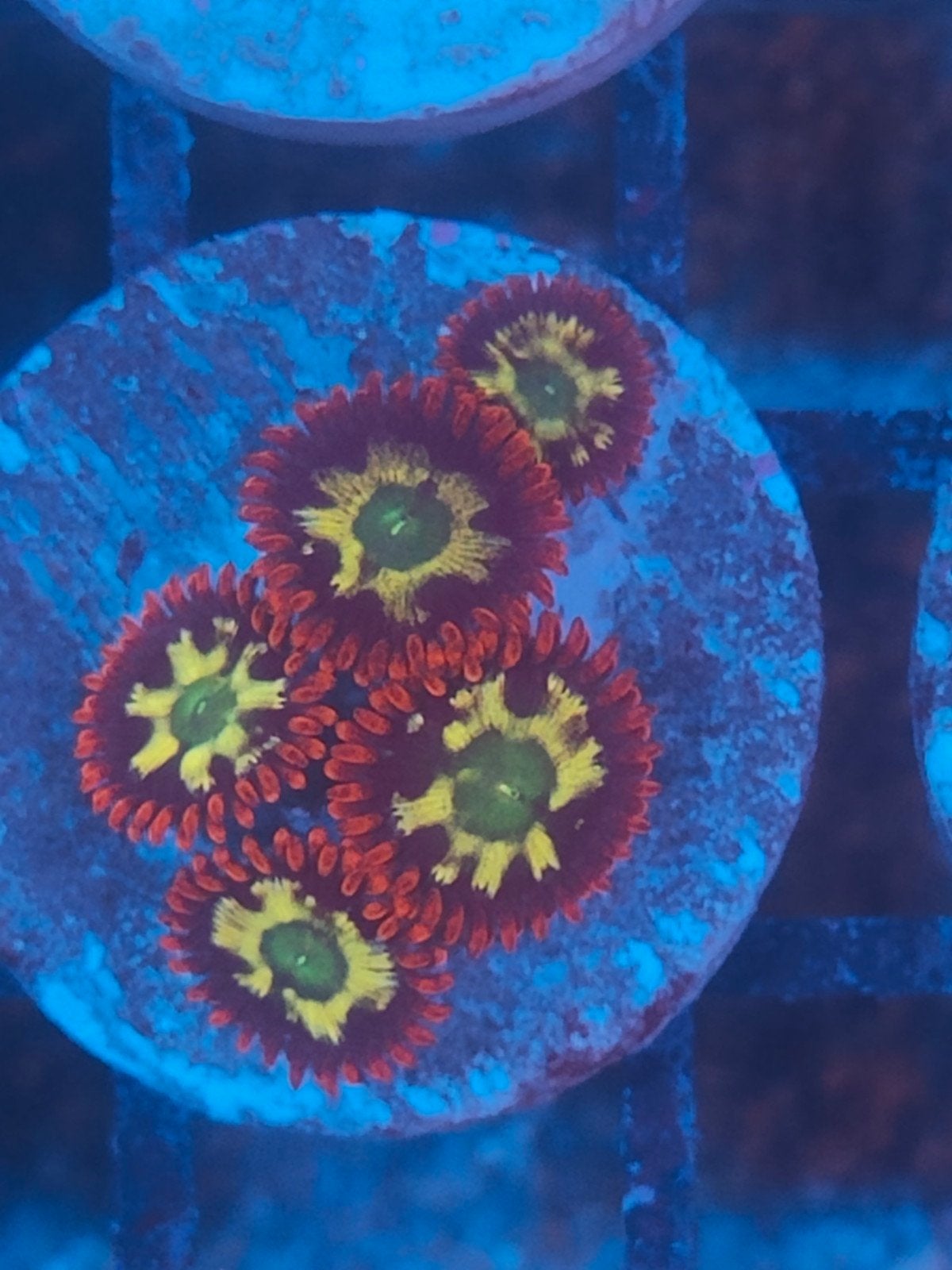 zoanthus koraal stekken zeeaquariumvissen zeeaquariun koraal, Ophalen
