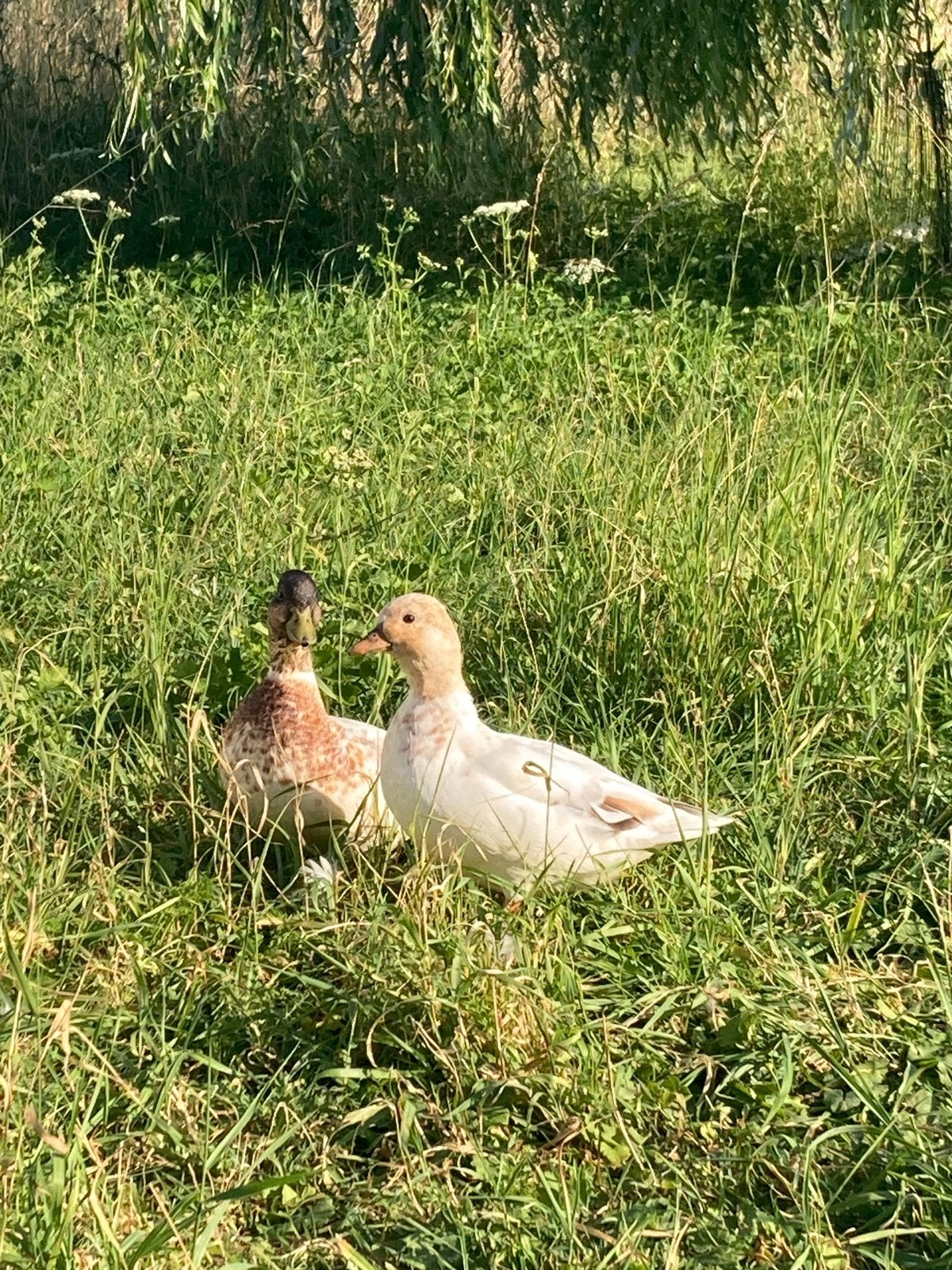 Koppel kwakertjes (Hollandse kwakers), Meerdere dieren, Eend