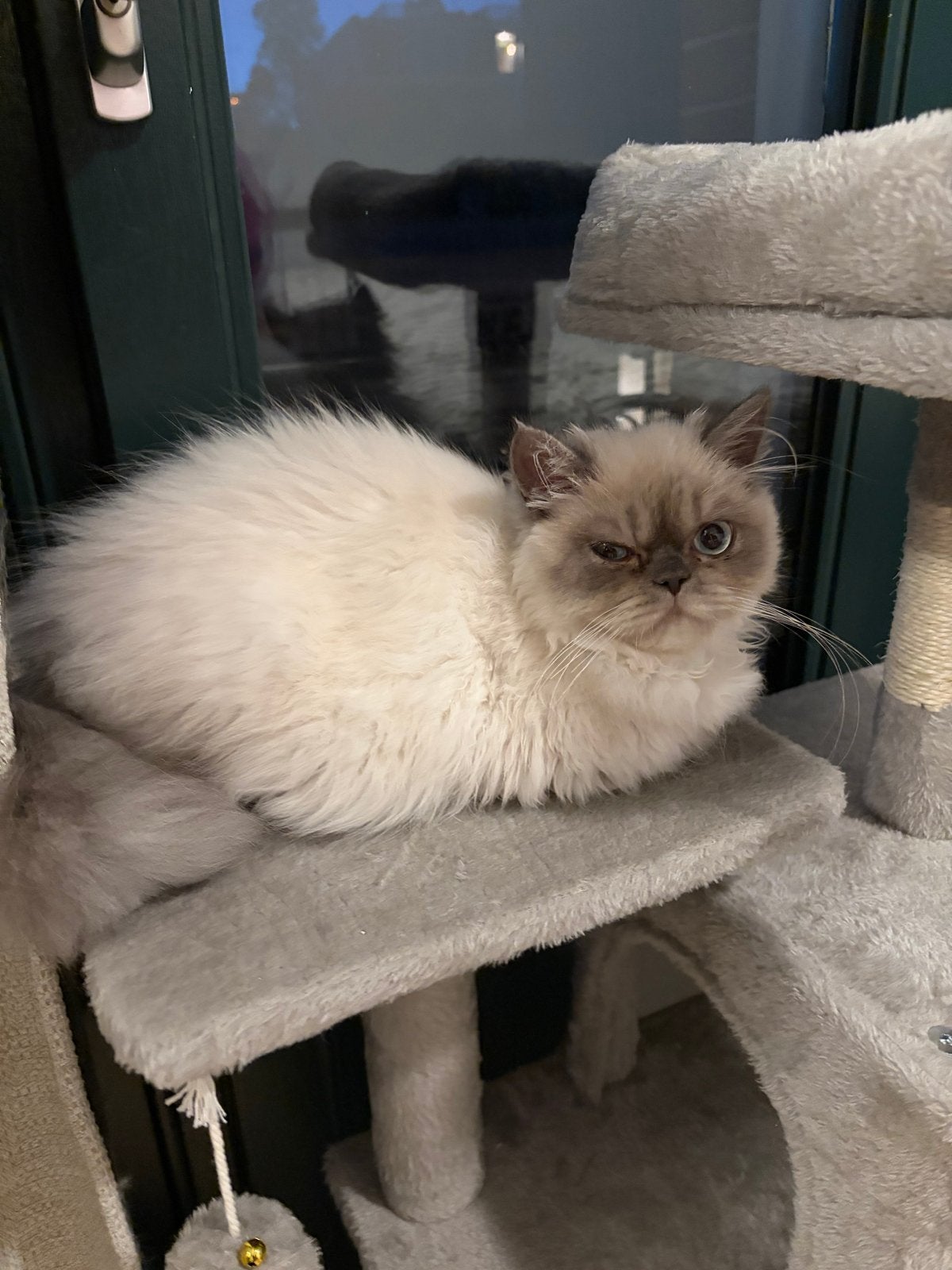 Perzische kat, zes maanden oud., Kater