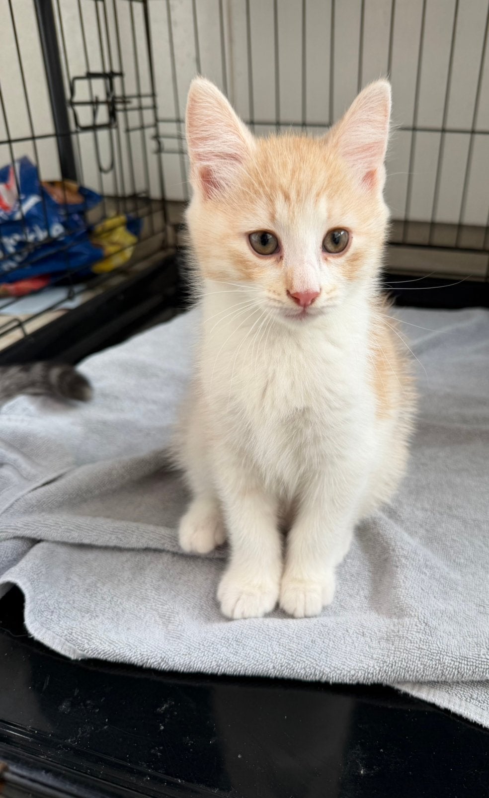 Lieve kittens zoeken nieuw huisje., Dieren en Toebehoren, Meerdere dieren