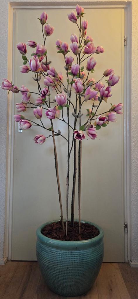 Grote Silk-ka magnolia bloesem in nieuwe geglazuurde pot, Ophalen, Binnen, 187 cm, Silk-ka