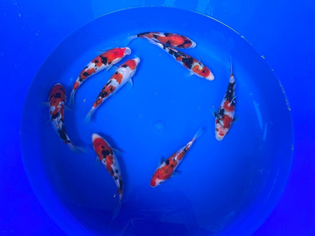 Go-sanke van Izumiya | Koikarpers  | Tosai vissen, Dieren en Toebehoren, Vissen | Vijvervissen, Karper of Koi