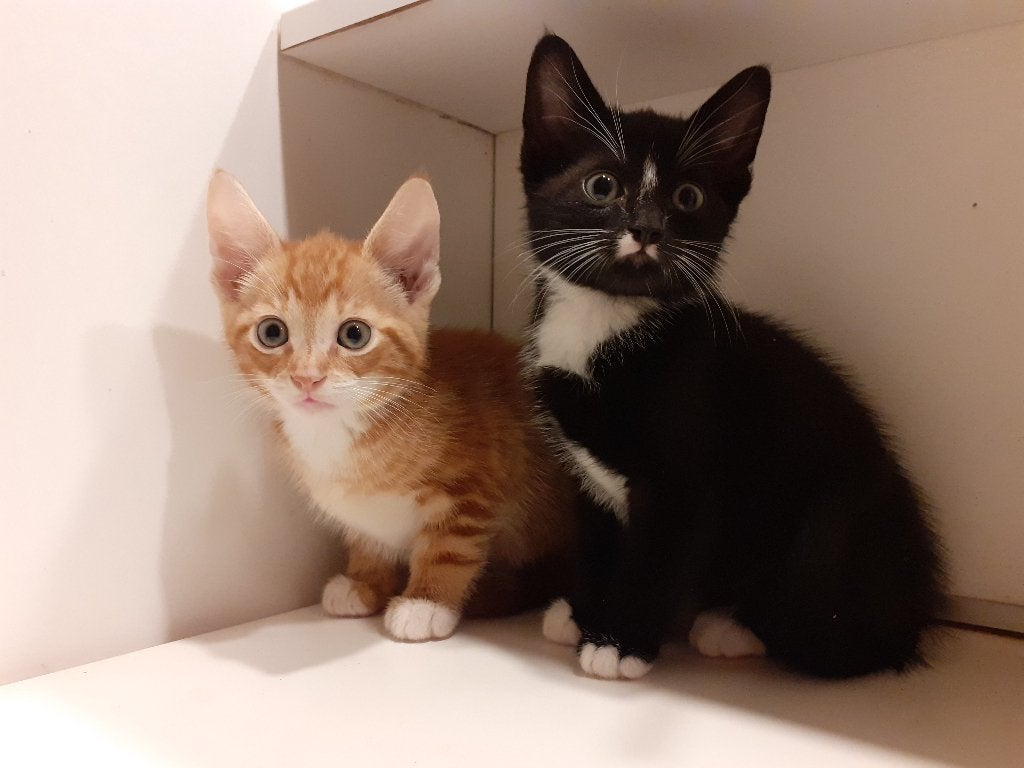 Te koop: 6 lieve kittens, Dieren en Toebehoren, Katten en Kittens | Overige Katten, Meerdere dieren, Kortharig, 0 tot 2 jaar