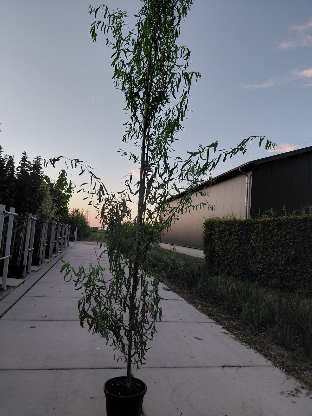 salix babolonysche turtuosa (kronkelwilg), Bloeit niet, 250 tot 400 cm, Zuilboom, Ophalen