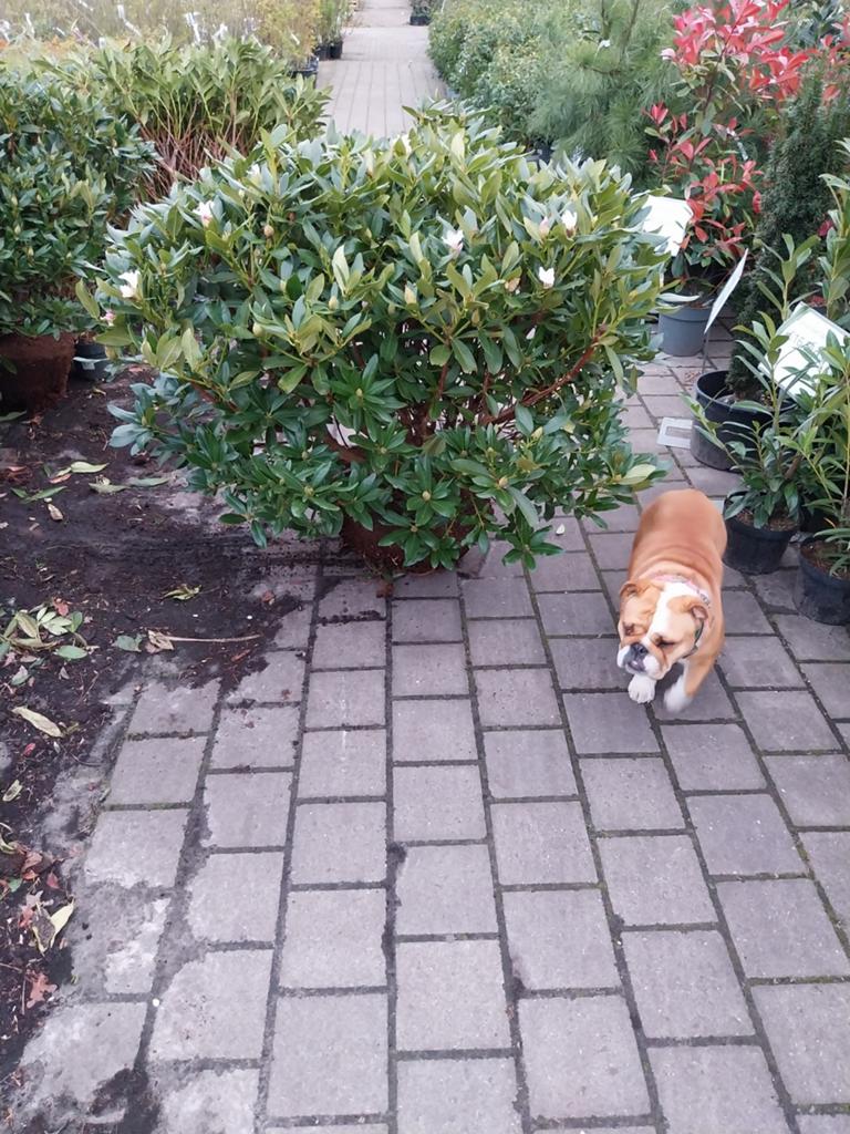 Grote Rhododendron Struiken - 80-120 cm hoog, Tuin en Terras, Ophalen, Overige soorten, Halfschaduw