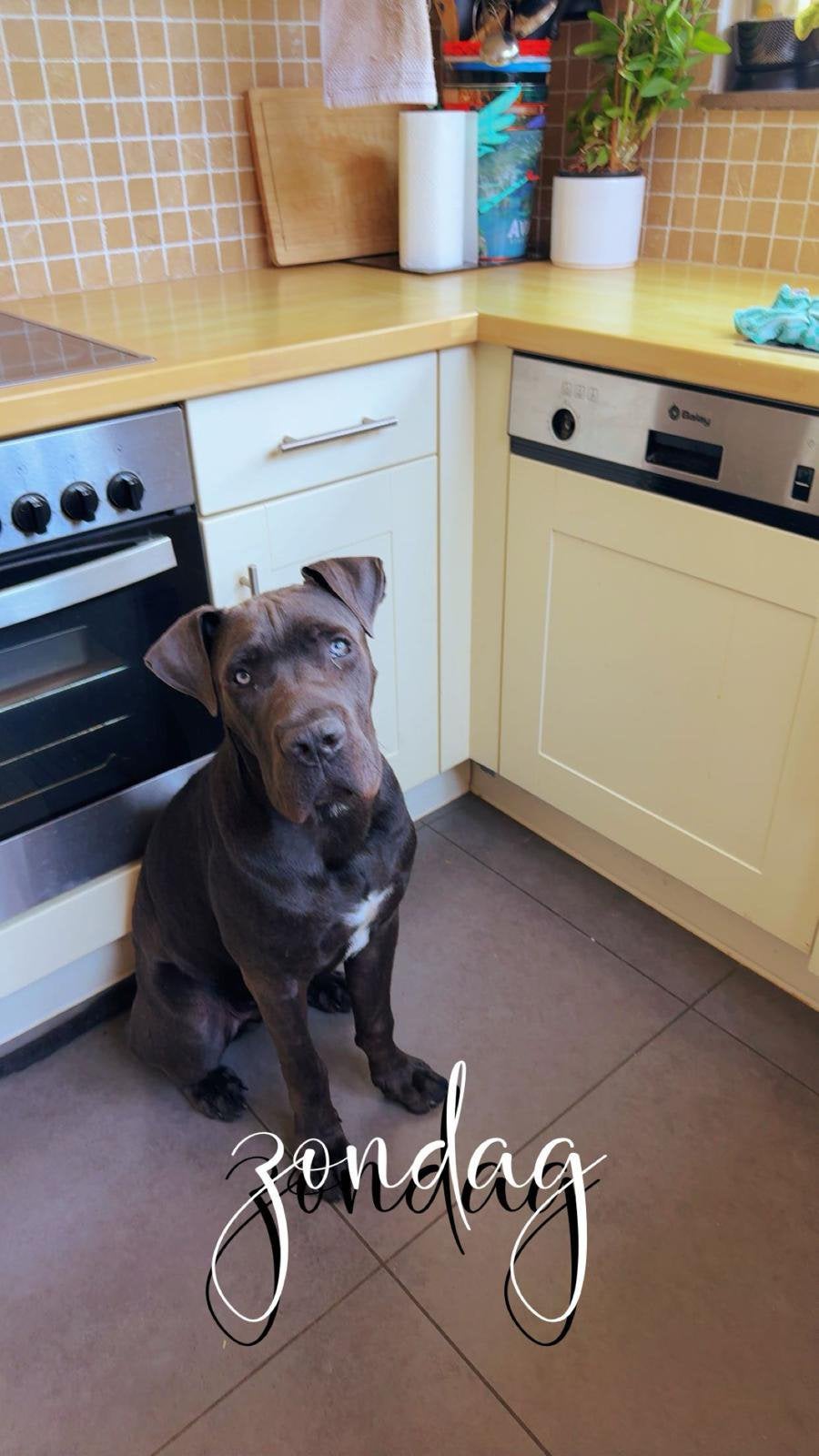 Cane Corso reu 9 maand, Dieren en Toebehoren, 15 weken tot 1 jaar, Eén hond, CDV (hondenziekte), Nederland