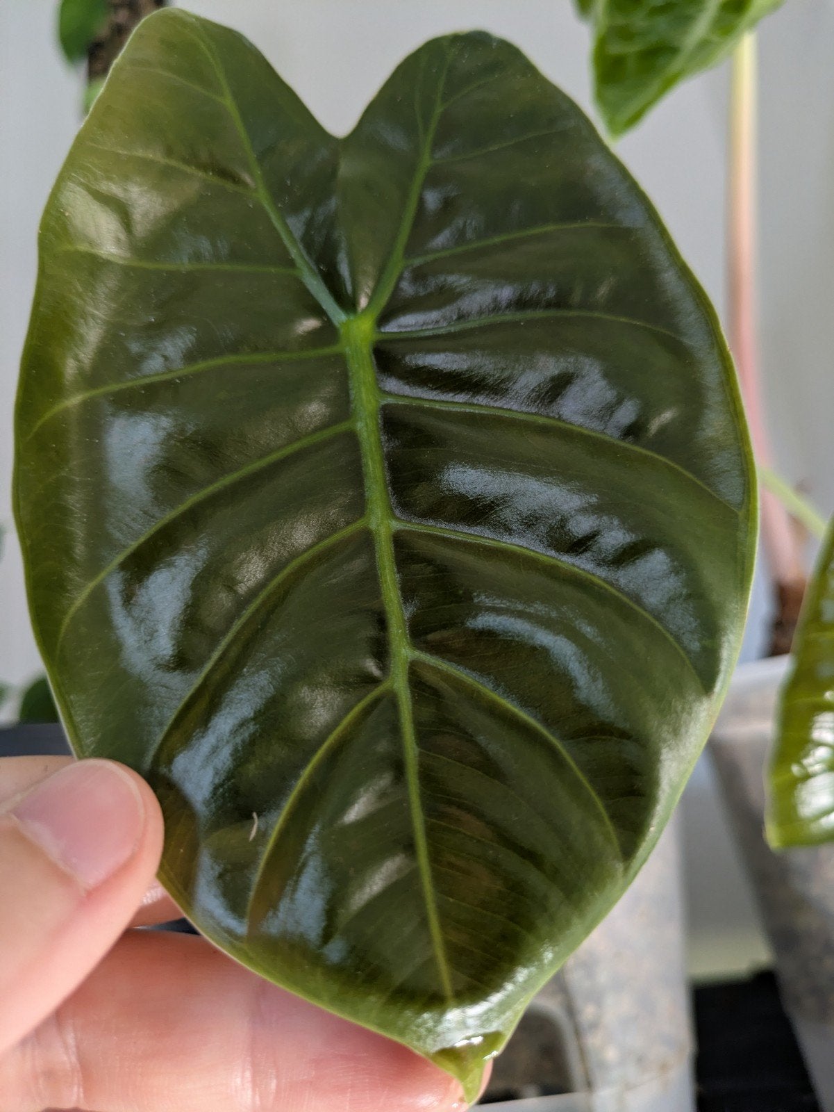 Alocasia Golden Bone knolletjes, Ophalen of Verzenden, Halfschaduw, Minder dan 100 cm