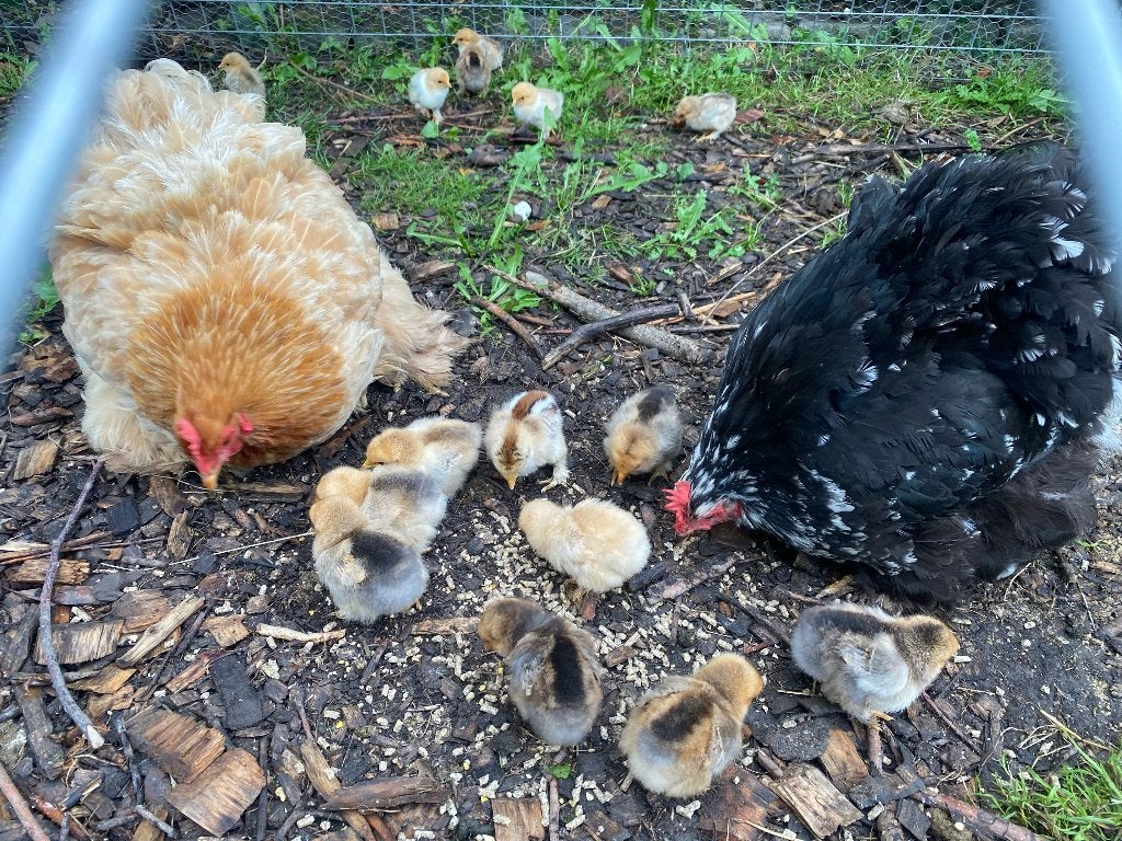 cochin kuikens hen, Meerdere dieren, Kip