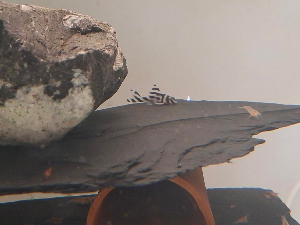 L046, Dieren en Toebehoren, Vissen | Aquariumvissen, Vis, Zoetwatervis