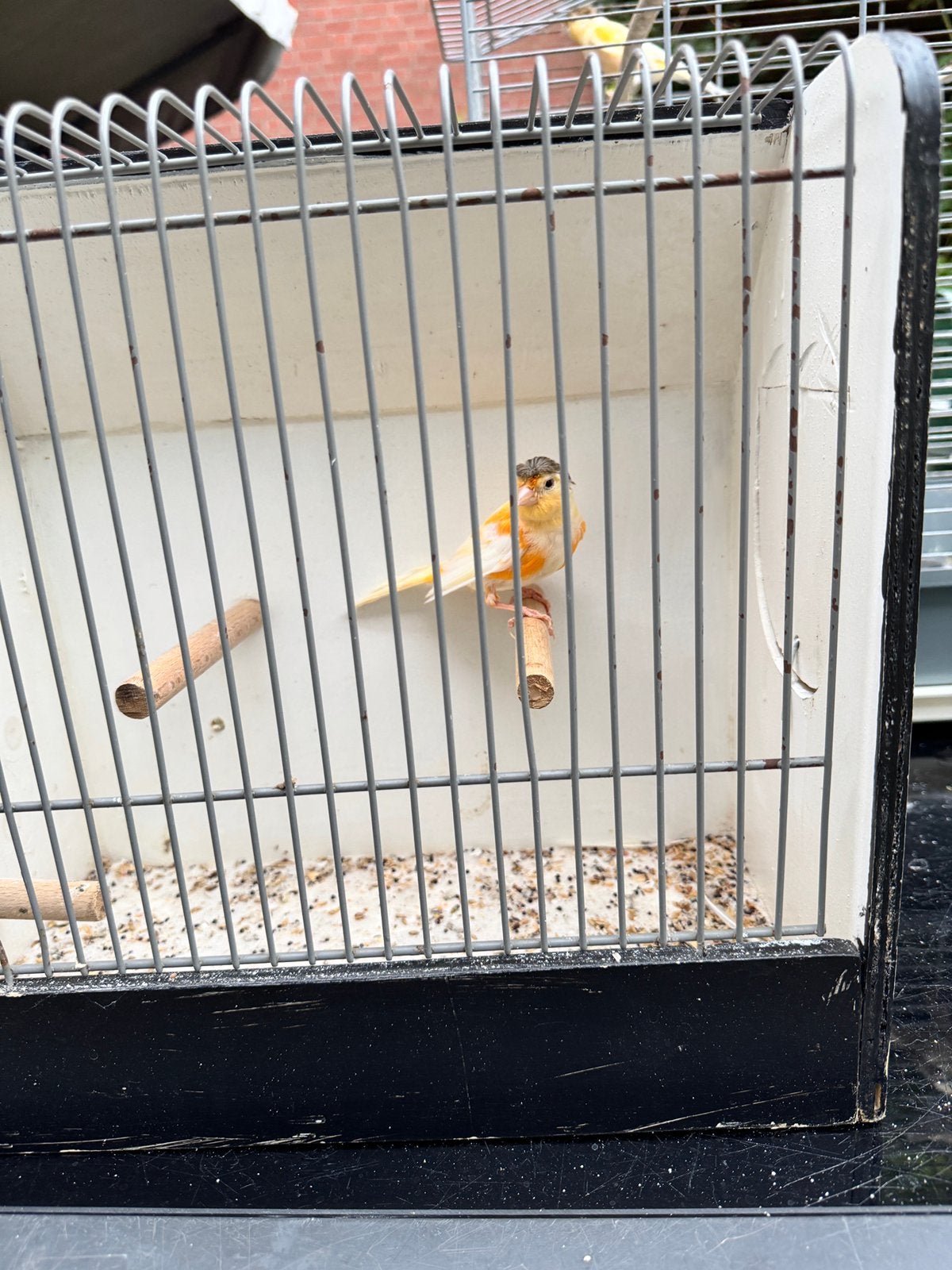 kanarie te koop, Dieren en Toebehoren, Mannelijk, Kleurkanarie