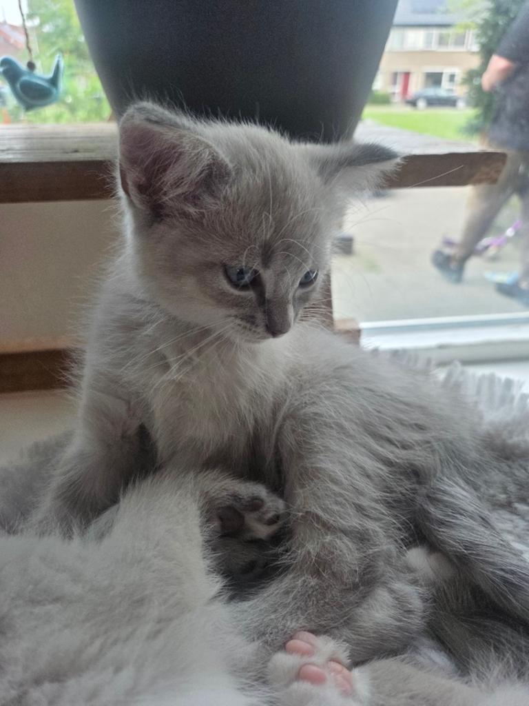 Ragdoll kittens blue lynx point mitted NOG 1 Katertje OVER, Meerdere dieren, 0 tot 2 jaar