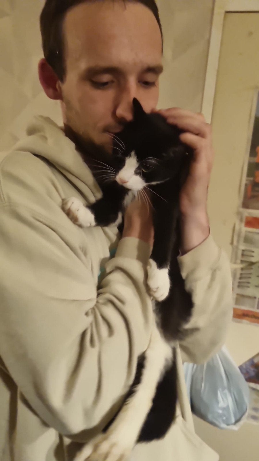 kittens, Meerdere dieren