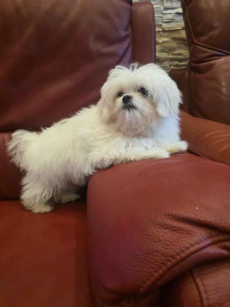Malteser  mini, Dieren en Toebehoren, Parvo, 15 weken tot 1 jaar, Reu, Eén hond