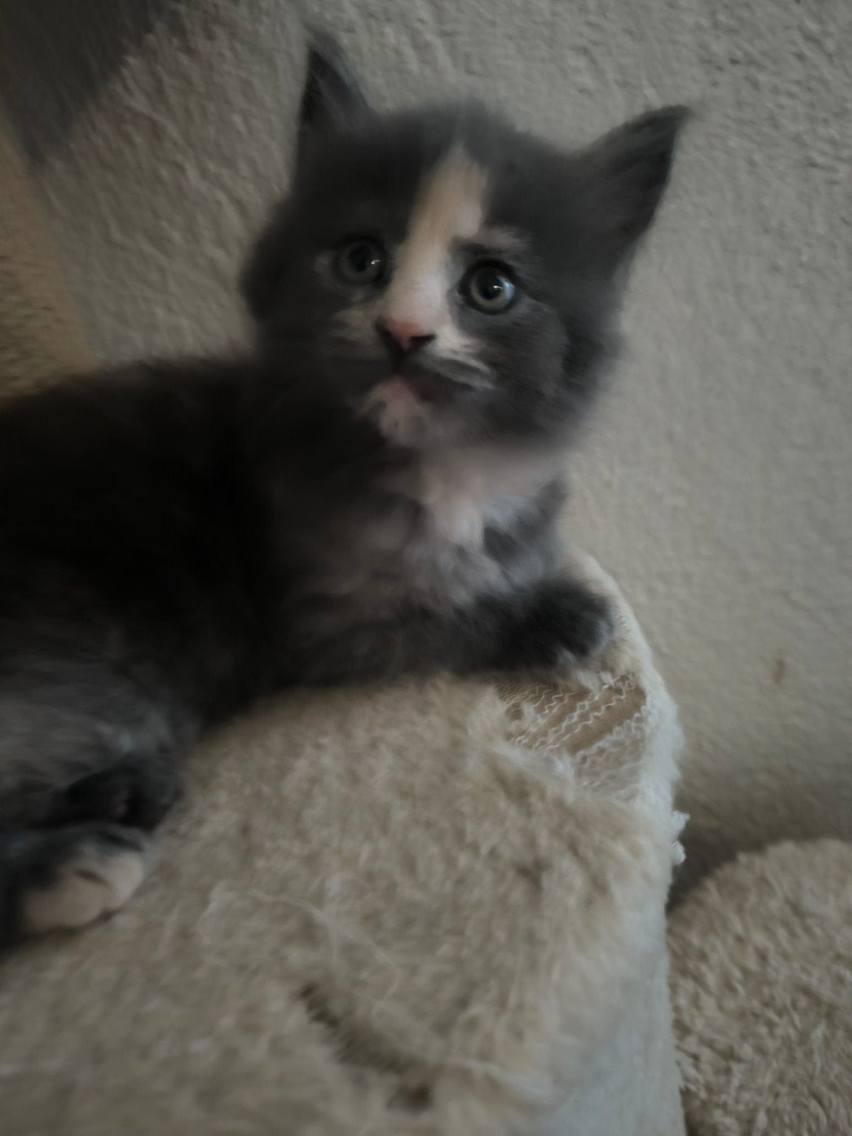 Maine coone kittens allerlei kleuren, Meerdere dieren, Ontwormd