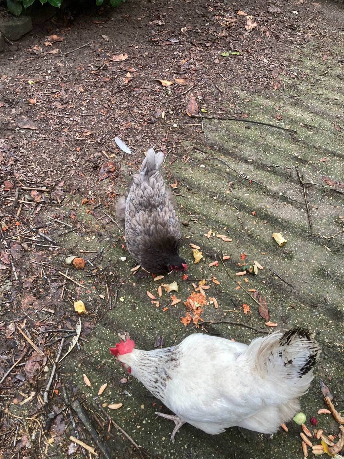 Orpington, boere sussex kippen, Dieren en Toebehoren, Meerdere dieren, Kip